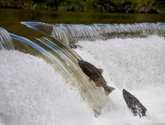 Salmon leaping at weir